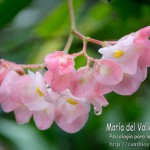 flor